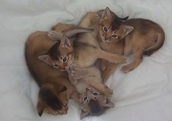 Nazinder's Kittens